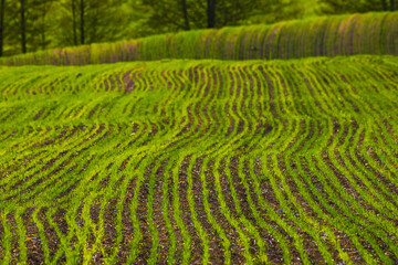 This Year, Lush Green Fields are Adorned with Beautiful Wavy Patterns in the Spring Season