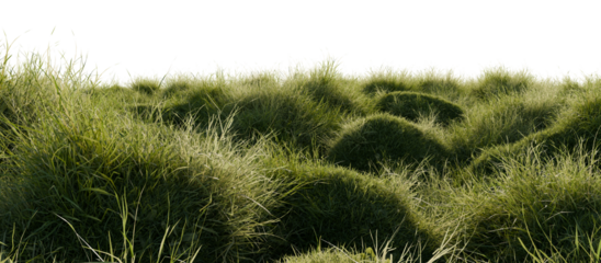 Hills with grass on a transparent background. 3D rendering.	
