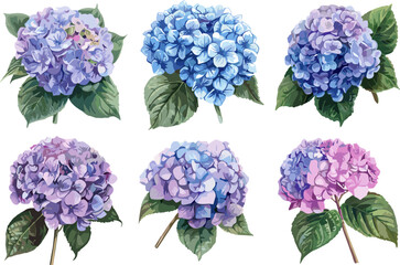 set of hydrangea flowers in color style, no background