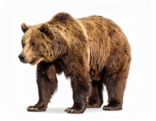 Big brown bear isolated on white background