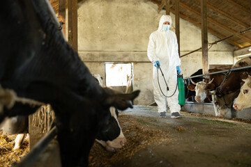 A protective-suited worker sprays disinfectant in a barn filled with cows, highlighting biosecurity in livestock management.
