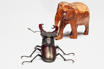 A stag beetle with impressive mandibles and a wooden elephant on white.