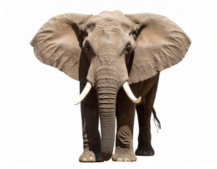African elephant isolated on white background