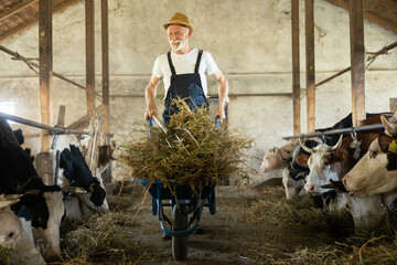 A senior man joyfully maneuvers a wheelbarrow filled with hay while surrounded by curious cows in a rustic barn setting.