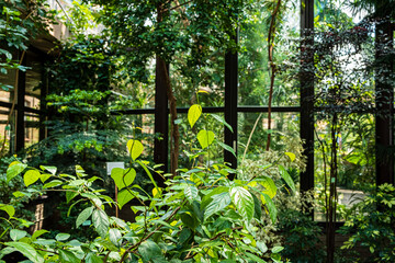 A serene space with lush greenery and sunlight through glass walls creates harmony