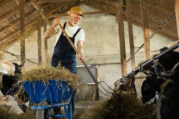 An elderly farmer skillfully manages hay in a wheelbarrow, representing hard work and care in livestock management.