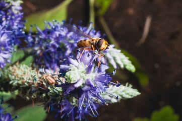 A hoverfly rests on a vibrant purple flower in a close-up nature shot.