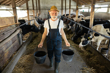 A farmer carrying two buckets in a dairy barn, surrounded by cows, showcasing rural life and agricultural practices.