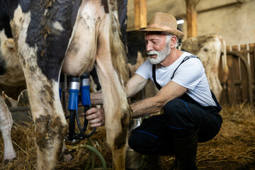 A farmer skillfully uses milking equipment on a cow, emphasizing the blend of tradition and technology in modern farming.