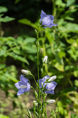 Delicate bright petals violet-blue bellflowers adorned with dewdrops, stand out against green, blurred background. Buds and flowers exude sense of freshness and tranquility. Nature concept for design