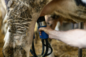 A close-up of a hand operating milking equipment attached to a cow, highlighting the connection between farmer and animal.