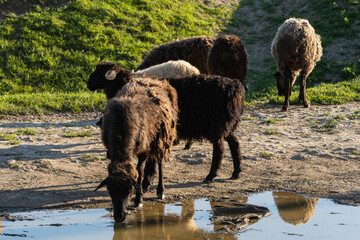 Group of sheep gather near small puddle of water, reflecting their images as they quench their thirst. Scene is bathed in soft sunlight, highlighting earthy tones of animals and surrounding greenery.