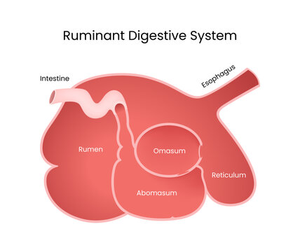 Ruminant Digestive System Detailed Diagram