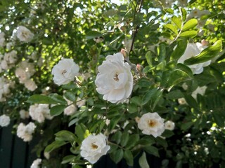 Close-up of stunning white roses in full bloom with lush green foliage