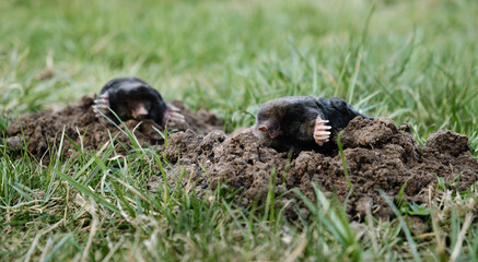 Two moles is on the surface of molehill among green grass in the garden. Talpa europaea side view close-up. Animal with black fur. Garden pest concept. Lawn saving problems. High quality photo.