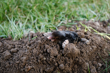 Mole crawling out of molehill above ground. Strong front paws used for digging runs underground....