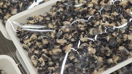 Boiled sea snails or shellfish sealed in a plastic-wrapped foam tray. Suitable for seafood, grocery, and packaging themes.
