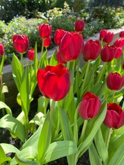 red and white tulips