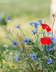 Summer solstice flower bouquet of wild flowers - cornflowers, poppies and others. Selective focus.
