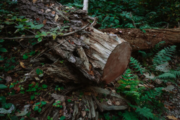 Fallen Tree Trunk and Green Ferns in Dense Forest Underbrush
