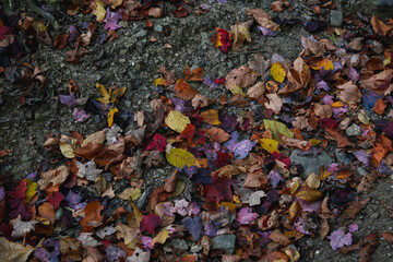 Colorful Autumn Leaves Scattered on Forest Floor Soil
