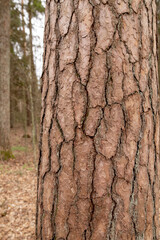 Tree bark texture close-up, pine bark
