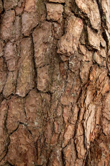 Tree bark texture close-up, pine bark