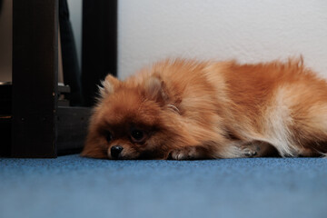 cagnolino domestico disteso sul pavimento all'interno di una stanza mentre si riposa © PhotoMet