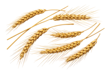 Isolated Golden Wheat Stalks Harvest Crop