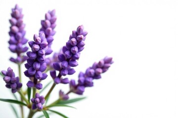 Fragrant lavender blooms, isolated White background , healing, bud, bloom
