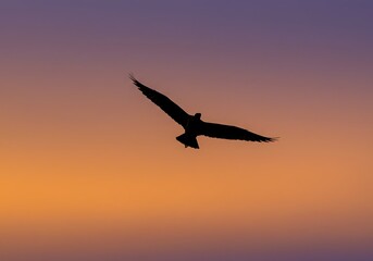 Bird soars silhouetted against a vibrant sunset sky
