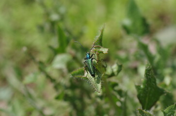 blue bug on green leaf