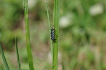Beetle in the grass