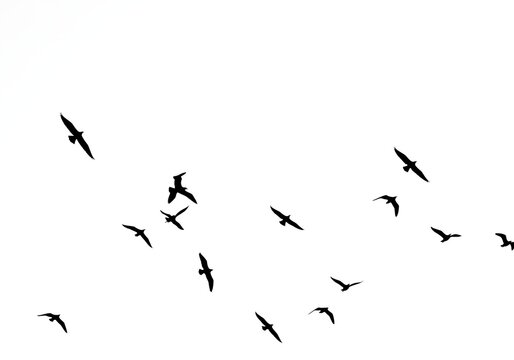 Flock of birds flying in the sky isolated on white background
