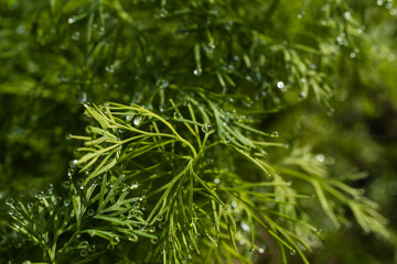 Sunlit dewdrops on fresh grass in macro view. Sparkling morning scene full of detail and peace.