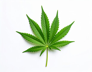 Cannabis or hemp or marijuana green fresh leaf isolated nature background