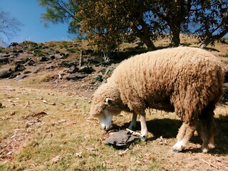 sheep and lamb