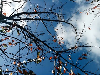 tree branches against the sky