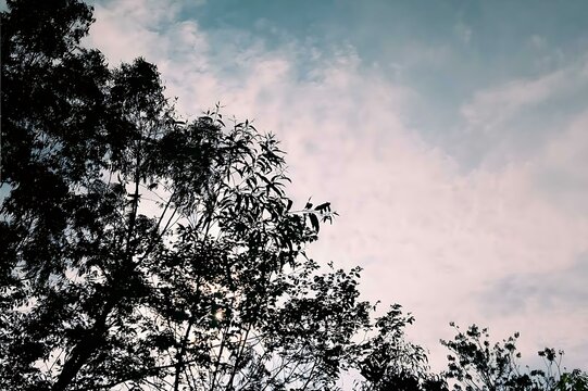 silhouette of a tree in sunset