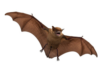 Obraz premium Isolated Bat in Flight with Spread Wings