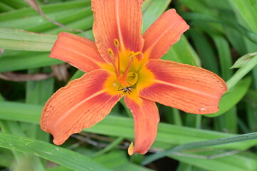 Daylily