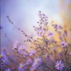 Naklejka premium Delicate, light purple flowers in soft focus, bathed in a gentle sunset glow