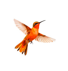 Obraz premium hummingbird in flight