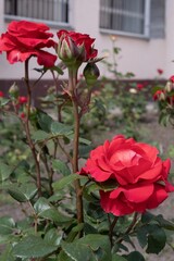 Beautiful blooming rose in a flowerbed.