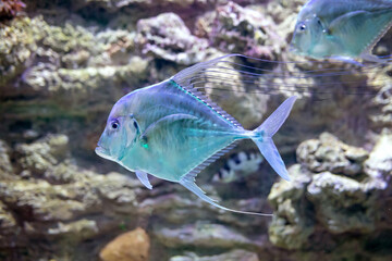 tropical fish Selena womer close-up swimming in a saltwater aquarium