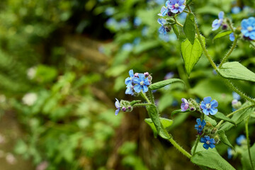 Green alkanet growing wild in the North Yorkshire Dale smallholding garden at 900ft. UK