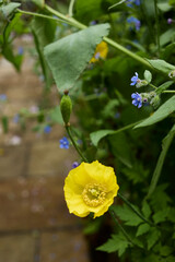Close up view of yellow wild poppy flower head growing in North Yorkshire smallholding garden at 900ft in May 2025