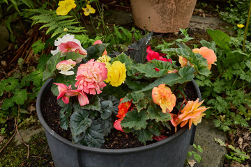 A tub of freshly planted Begonias in the smallholding garden in North Yorkshire at 900ft. UK