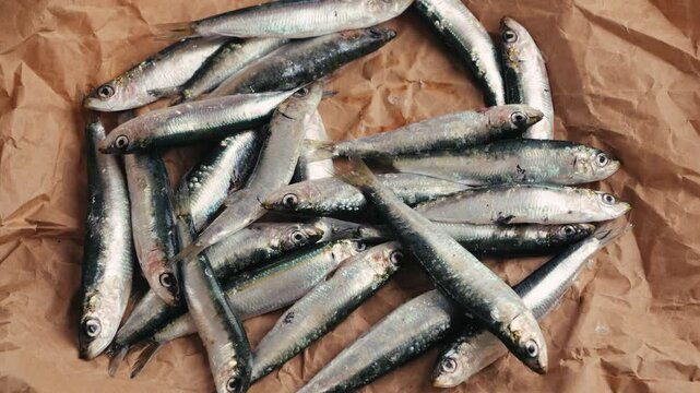 Fresh Sea sardines and Anchovy Fish and Mullus On Display On Ice On Market Store Shop. Seafood Fish Background, sprats, smelt close up stand of small salty white fish.
