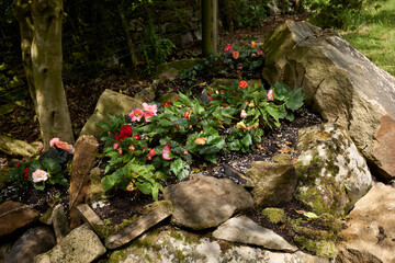 In dappled shade, Begonias thrive in a rocky environment in the smallholding garden in North Yorkshire. UK